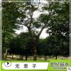 批發供應無患子樹苗 無患子小苗 規格齊全 工程綠化苗木 濕地綠化