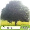 批發桂花樹苗 常綠喬木桂花樹 丹桂 桂花苗批發