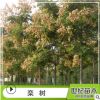 欒樹 胸徑5-25cm綠化苗木 苗圃供應樹苗批發 黃山欒樹苗