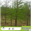 水杉池杉苗批發 工程綠化苗木 水杉樹苗 直銷行道樹 水杉