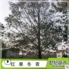 紅果冬青山苗 園林基地直銷苗木紅果冬青 紅果冬青樹苗