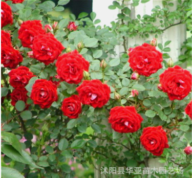 批發藤本月季 盆栽花卉 盆栽花苗 藤本植物 月季花苗 爬藤植物