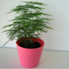 批發觀葉植物小盆栽綠植適合辦公室商務環境布置 凈化空氣文竹