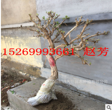 5 6 8 10公分大金銀花盆景金銀花樹形造型景觀樹