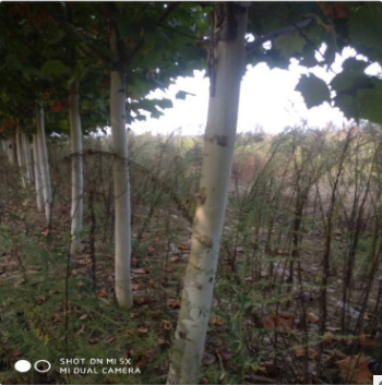 供應(yīng)工程綠化用行道樹法懸鈴木桐胸徑15公分法桐山東泰安