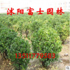 大葉黃楊球 工程綠化苗 大葉黃楊球苗