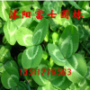 暖季型草籽草坪種子紅三葉 優質紅三葉種子批發