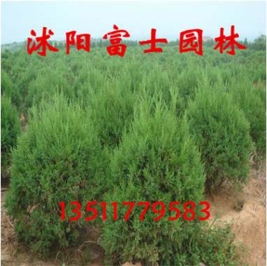 綠化苗木署檜球苗 基地常年出售 冠80公分