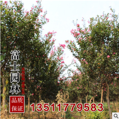 批發紫薇小苗 直徑5厘米優質的紫薇苗 綠化工程苗苗圃現挖發貨
