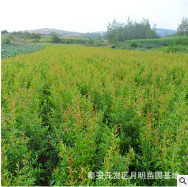 石榴苗新品種 軟籽突尼斯石榴苗基地直銷 品種純價格優