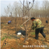 四川成都2公分3公分5公分大櫻桃樹苗 當年掛果山東櫻桃樹種植基地