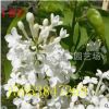 丁香苗山東丁香苗價格優(yōu)質(zhì)丁香苗哪里買