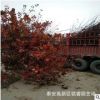 現(xiàn)貨供應8公分美國紅楓樹苗價格 10公分紅楓樹產(chǎn)地 圖片