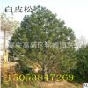 白皮松 山東白皮松價格 泰安白皮松樹苗產(chǎn)地