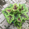 庭院綠植盆栽 礬根大苗 礬根花苗 進(jìn)口花苗顏色多樣 耐寒耐熱好養(yǎng)