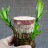 幸運木巴西木水培盆栽植物樹樁小型迷你植物室內(nèi)辦公桌面植物包郵