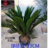 鐵樹苗盆栽盆景大型庭院客廳陽臺室內綠植四季常青花卉植物長青