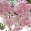 進口日本櫻花種子櫻花樹種子林木種子花卉種子20粒裝易種易活花籽