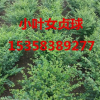 小葉女貞球價格、小葉女貞球報價、江蘇小葉女貞球種植基地