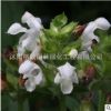 供應 夏枯草種子 大花夏枯草 耐寒 種子批發 廠家直銷 量大優惠