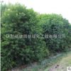 優質烏桕樹苗 園林綠化工程苗木烏桕苗 規格齊全 行道風景樹