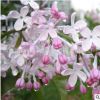 批發丁香樹苗綠化工程苗木 白 紫丁香花苗 叢生丁香樹苗價格