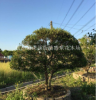 瓜子黃楊造型