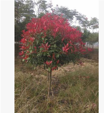 基地直批發紅葉石楠 工程苗木 容器苗 品種優良保證