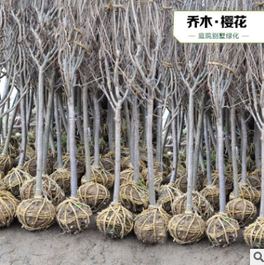 日本櫻花樹苗 庭院櫻花苗 嫁接櫻花樹苗 晚櫻苗地栽櫻花綠化小苗