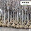 日本櫻花樹苗 庭院櫻花苗 嫁接櫻花樹苗 晚櫻苗地栽櫻花綠化小苗