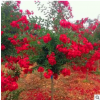 紅花紫薇苗紅火箭紫薇苗庭院花卉紫薇樹綠化工程苗