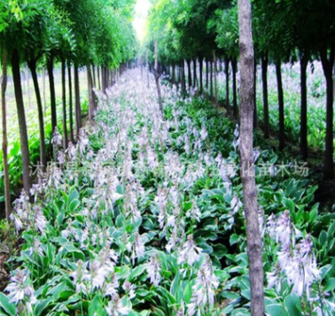 紫花玉簪 園林景觀綠化植被 全國大量供應水生植物紫花玉簪