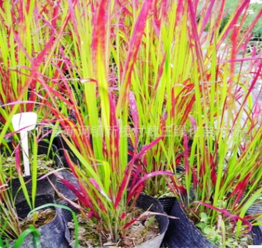 日本血草 園林綠化景觀植被血草 大量供應水生植物日本血草
