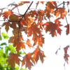 批發(fā)紅楓樹苗 綠化樹木 庭院小區(qū)行道樹綠化樹木
