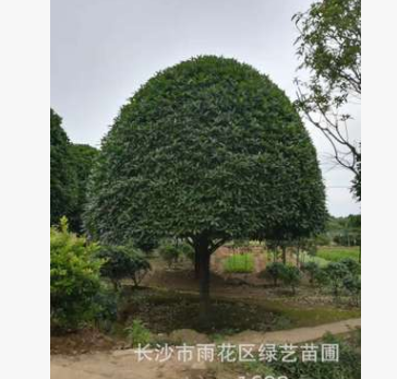 苗圃直銷18公分精品桂花樹 八月桂花 金桂 規格齊全