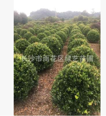 苗圃大量供應(yīng)80公分--1米2精品金森汝貞球