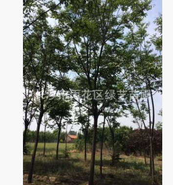 苗圃直銷欒樹 黃山欒樹 造型優美