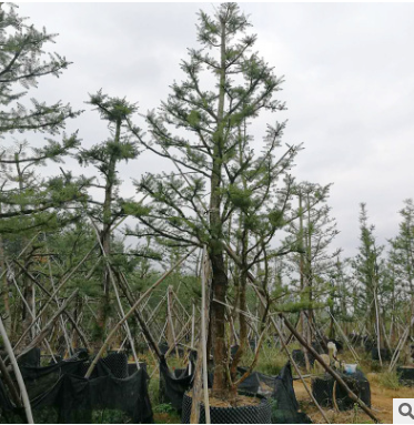 園林批發(fā)綠化工程樹木自然型杜松 適合南北方種植邊道綠化杜松
