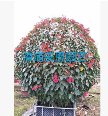 漳浦安恩園藝，造型三角梅盆栽/簕杜鵑/大小球型三角梅球