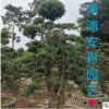 漳浦安恩園藝：杜松