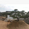 日本黑松，造型黑松，造型黑松盆景
