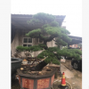 批發供應日本黑松，造型黑松，日本黑松