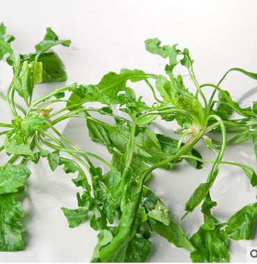 野生薺菜種子批發(fā) 大葉薺薺菜野菜種子 有機(jī)地菜四季播蔬菜種子