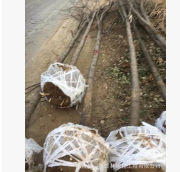 苗圃供應(yīng)工程綠化苗木8-12公分的紅花刺槐 白花刺槐。
