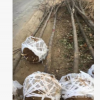 苗圃供應(yīng)工程綠化苗木8-12公分的紅花刺槐 白花刺槐。