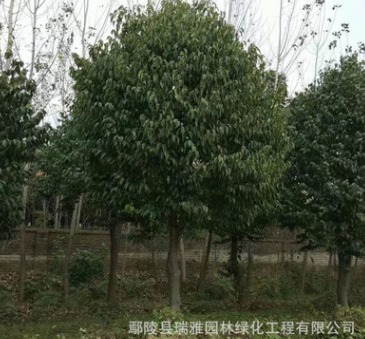 杜仲 本苗圃供應(yīng)各規(guī)格杜仲