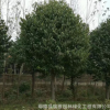 杜仲 本苗圃供應(yīng)各規(guī)格杜仲