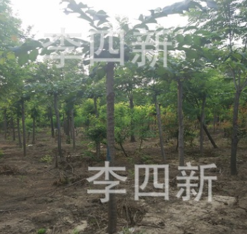 低價(jià)，大量供應(yīng)加拿大大葉垂枝榆3000棵
