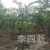 低價(jià)，大量供應(yīng)加拿大大葉垂枝榆3000棵