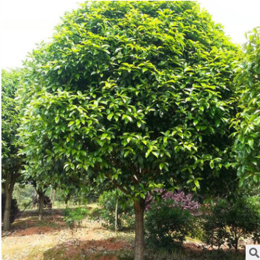 大量供應(yīng)各規(guī)格桂花50萬株